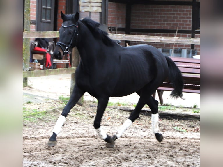 KWPN Mare 4 years 15,1 hh Black in uelsen