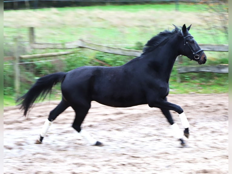 KWPN Mare 4 years 15,1 hh Black in uelsen