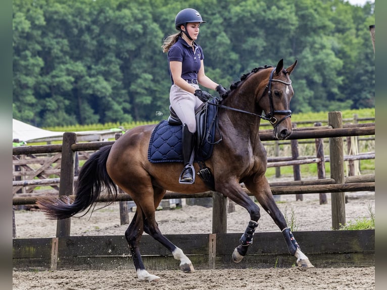 KWPN Mare 4 years 15,2 hh Bay-Dark in Helvoirt