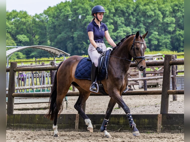 KWPN Mare 4 years 15,2 hh Bay-Dark in Helvoirt