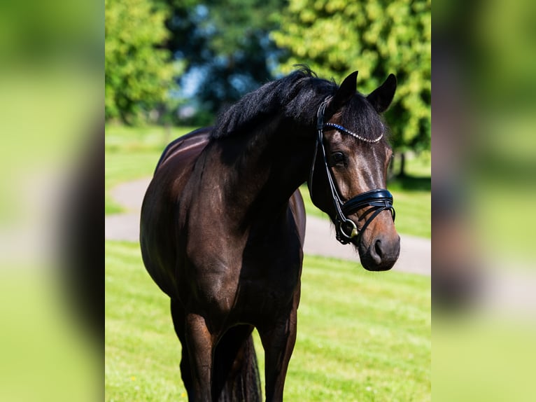 KWPN Mare 4 years 15,2 hh Bay in Haarle