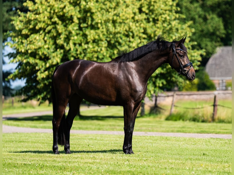KWPN Mare 4 years 15,2 hh Bay in Haarle
