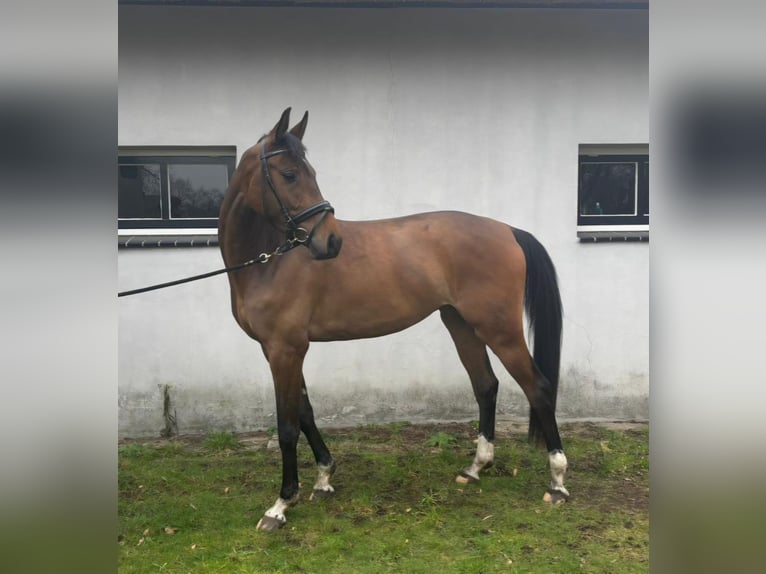 KWPN Mare 4 years 15,2 hh Brown in Velp