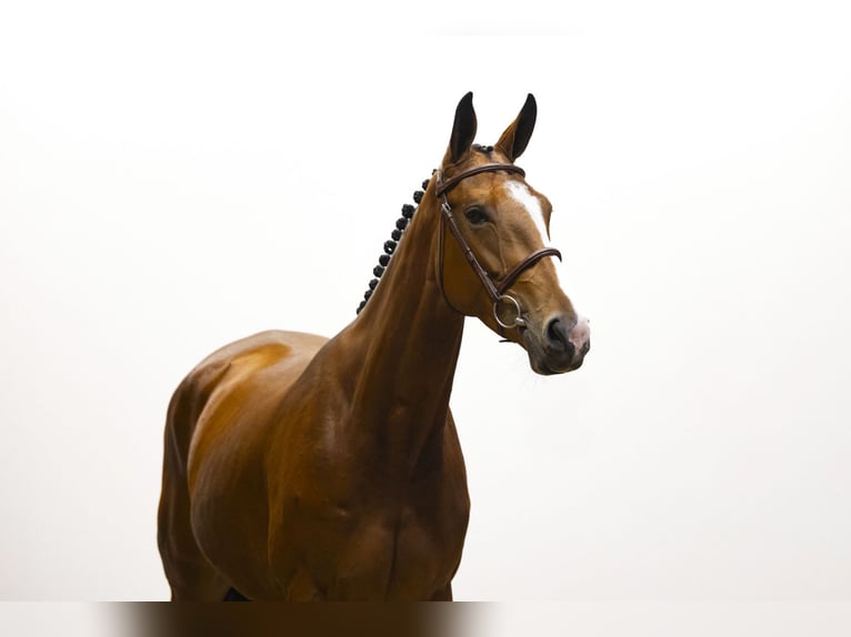 KWPN Mare 4 years 15,2 hh Brown in Waddinxveen