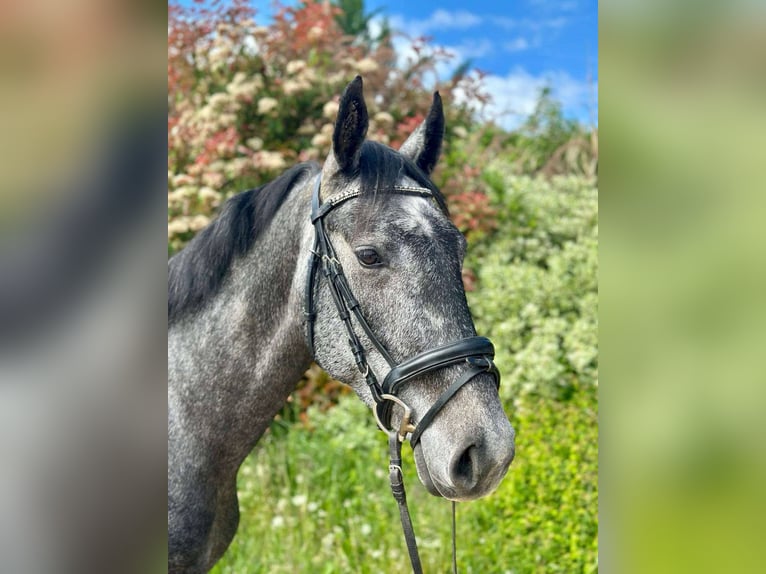 KWPN Mare 4 years 15,2 hh Gray in sisteron