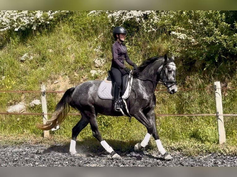 KWPN Mare 4 years 15,2 hh Gray in sisteron