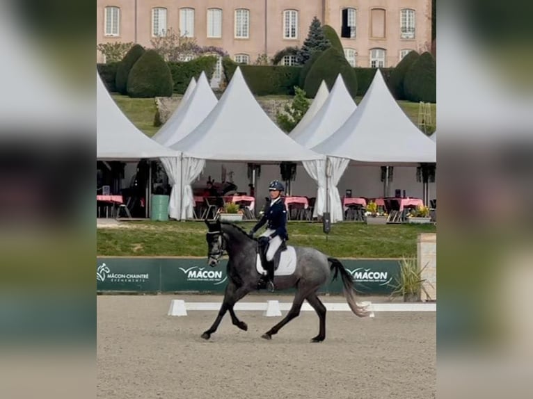 KWPN Mare 4 years 15,2 hh Gray in sisteron