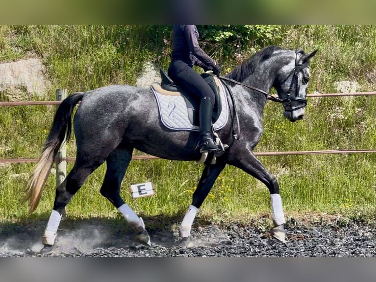 KWPN Mare 4 years 15,2 hh Gray in sisteron
