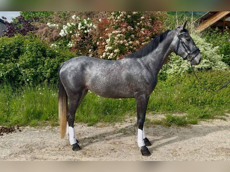 KWPN Mare 4 years 15,2 hh Gray in sisteron