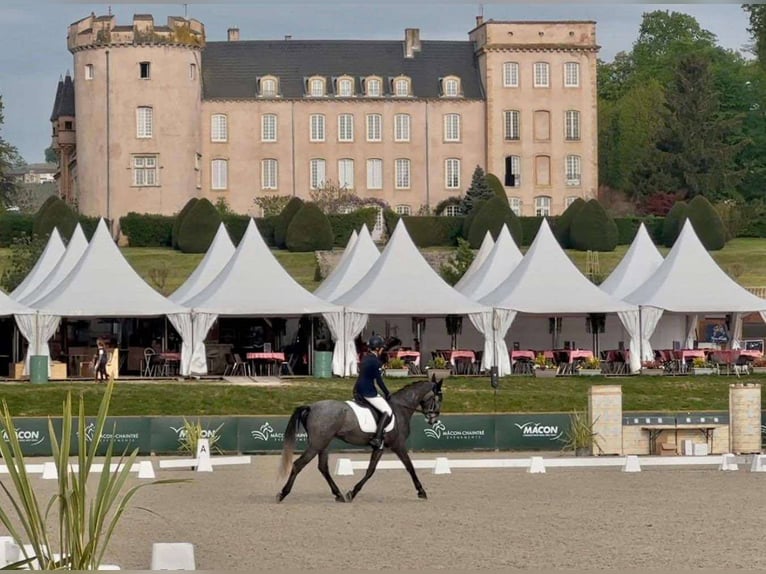 KWPN Mare 4 years 15,2 hh Gray in sisteron
