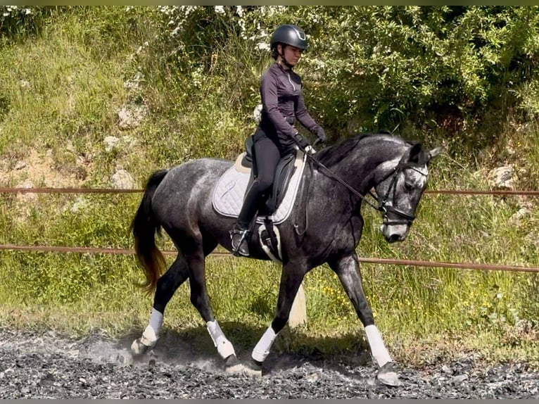 KWPN Mare 4 years 15,2 hh Gray in sisteron