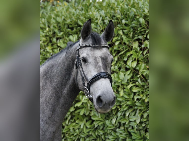KWPN Mare 4 years 15,2 hh Grey in Havixbeck