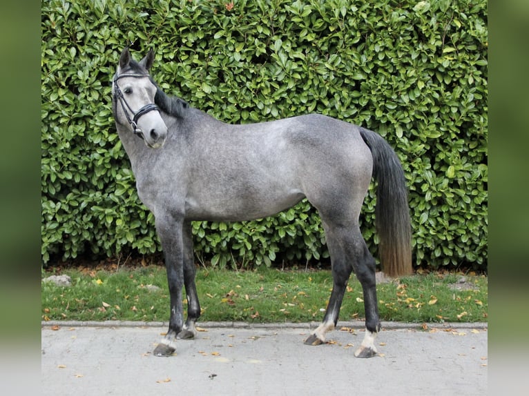 KWPN Mare 4 years 15,2 hh Grey in Havixbeck
