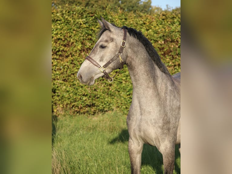 KWPN Mare 4 years 15,2 hh Grey in Havixbeck