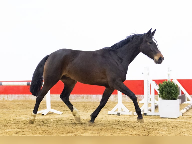 KWPN Mare 4 years 15,3 hh Bay-Dark in Waddinxveen