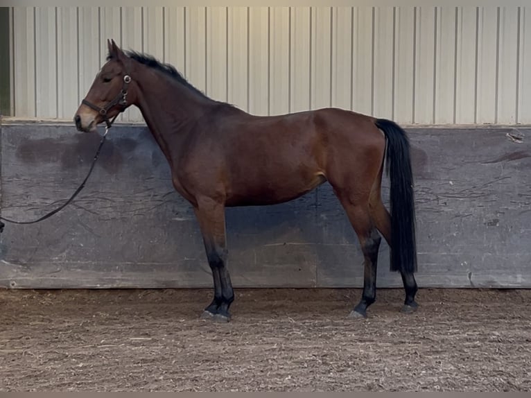 KWPN Mare 4 years 15,3 hh Brown in Rhenen