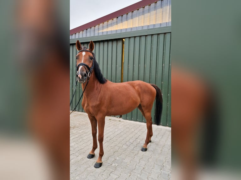 KWPN Mare 4 years 15,3 hh Chestnut in B&#xFC;rstadt