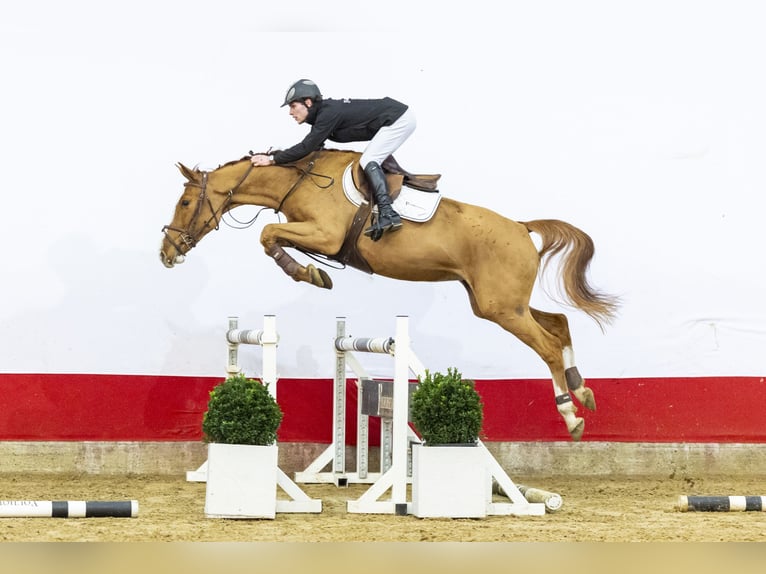 KWPN Mare 4 years 15,3 hh in Waddinxveen
