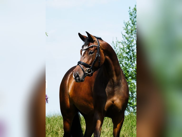KWPN Mare 4 years 16.1 hh Bay-Dark in Andijk