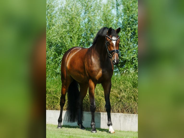 KWPN Mare 4 years 16.1 hh Bay-Dark in Andijk