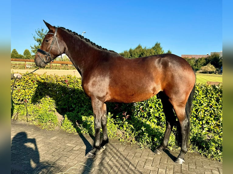 KWPN Mare 4 years 16,1 hh Bay-Dark in Horst