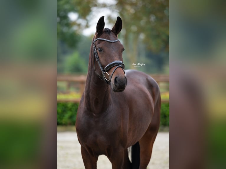 KWPN Mare 4 years 16,1 hh Bay-Dark in Horst