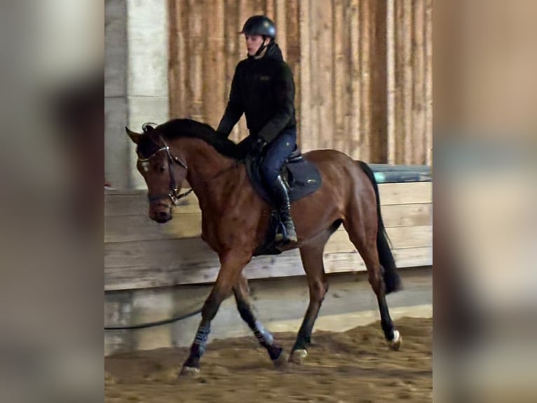 KWPN Mare 4 years 16.1 hh Bay-Dark in Hainsfarth