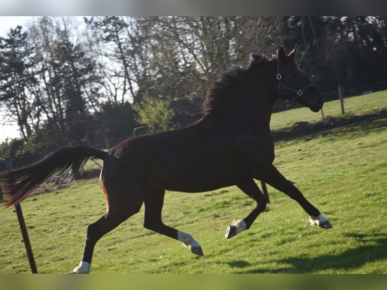 KWPN Mare 4 years 16.1 hh Black in Achtmaal