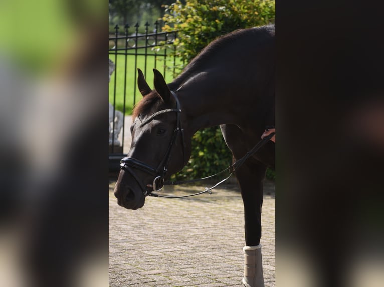 KWPN Mare 4 years 16.1 hh Black in Achtmaal