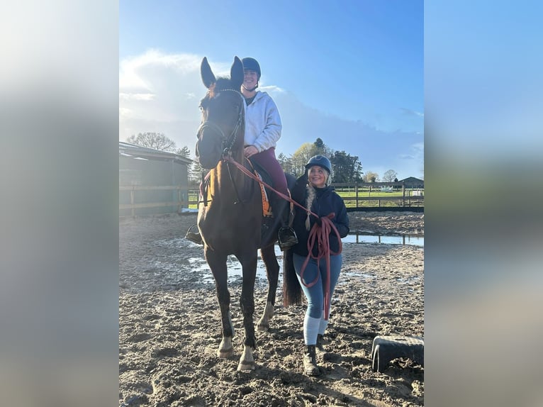 KWPN Mare 4 years 16.1 hh Black in Achtmaal