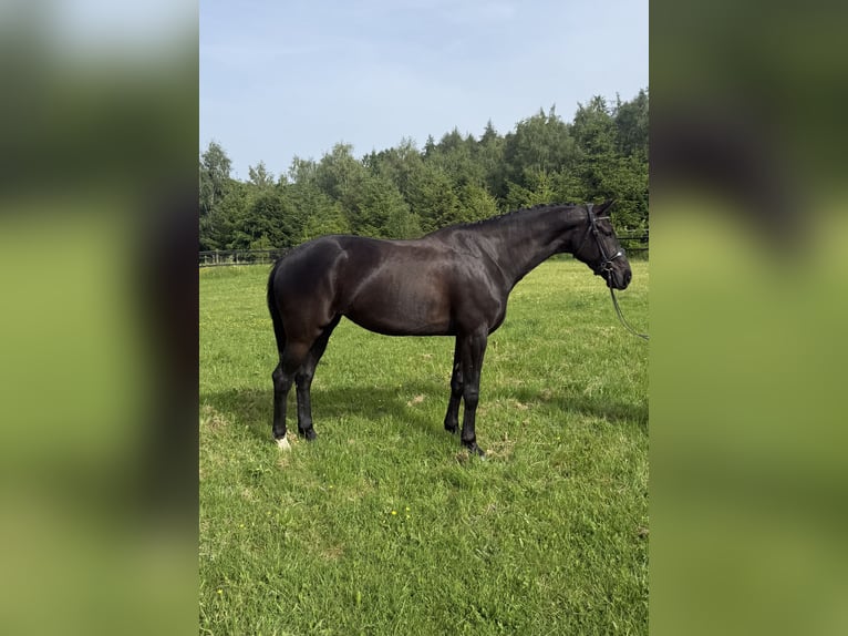 KWPN Mare 4 years 16.1 hh Black in Heinzenbach