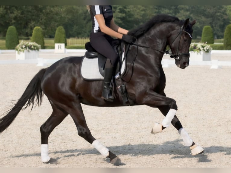 KWPN Mare 4 years 16.1 hh Black in Neuss