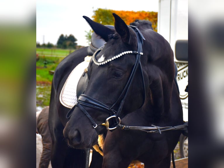 KWPN Mare 4 years 16,1 hh Black in Neuss