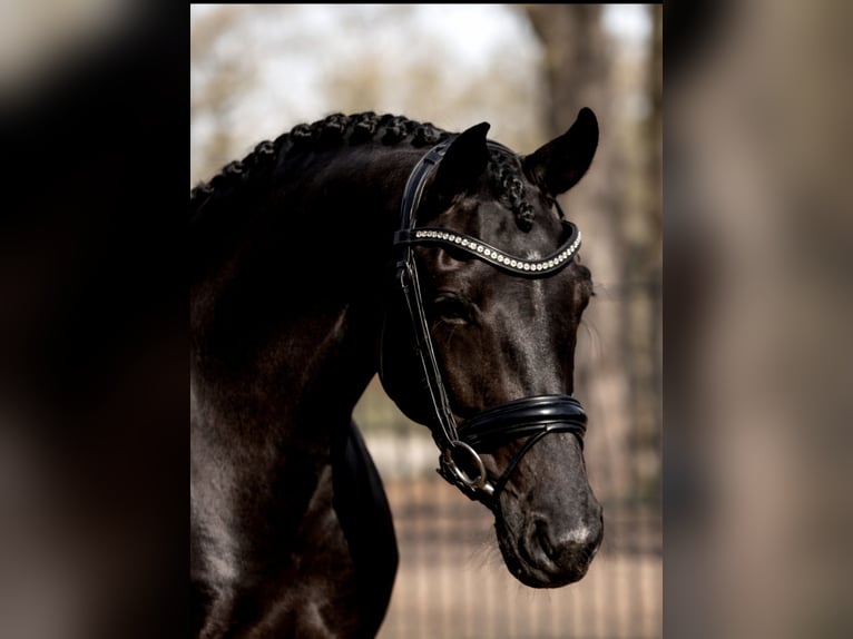 KWPN Mare 4 years 16.1 hh Black in Neuss