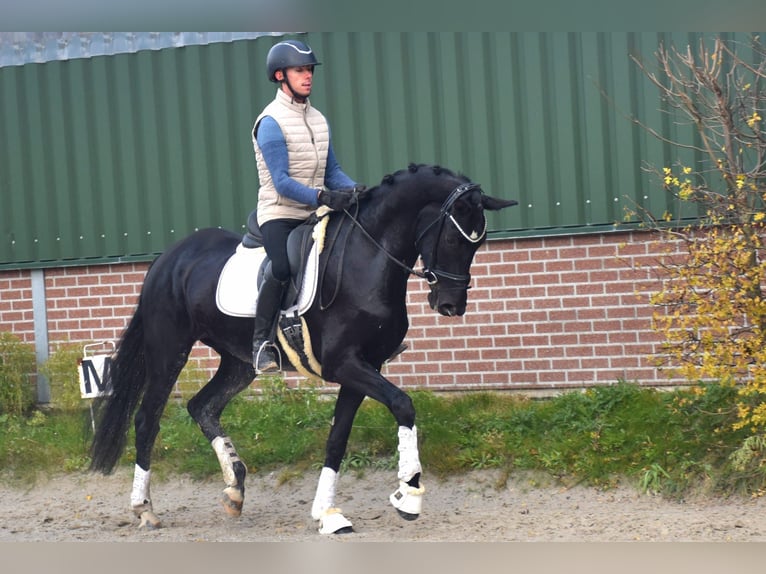 KWPN Mare 4 years 16,1 hh Black in Neuss