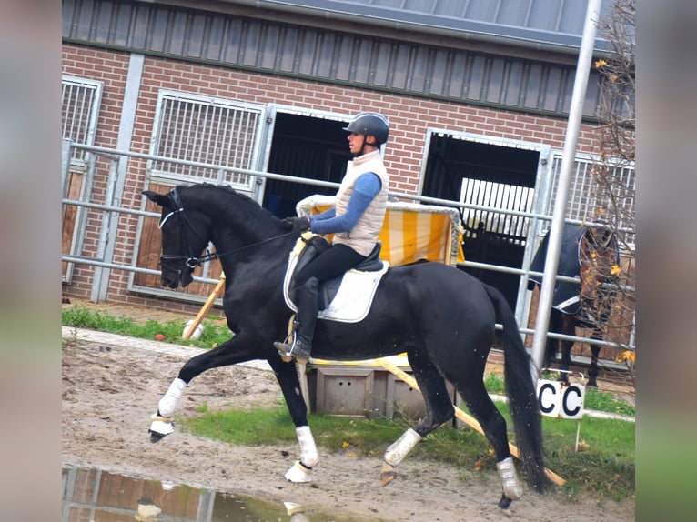 KWPN Mare 4 years 16,1 hh Black in Neuss