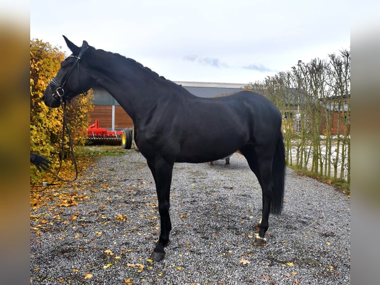 KWPN Mare 4 years 16,1 hh Black in Neuss