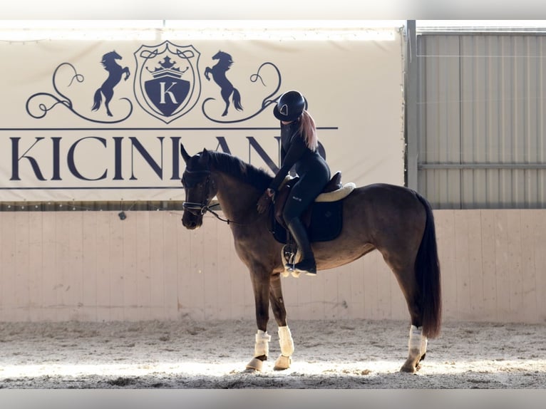 KWPN Mare 4 years 16.1 hh Black in Kicin