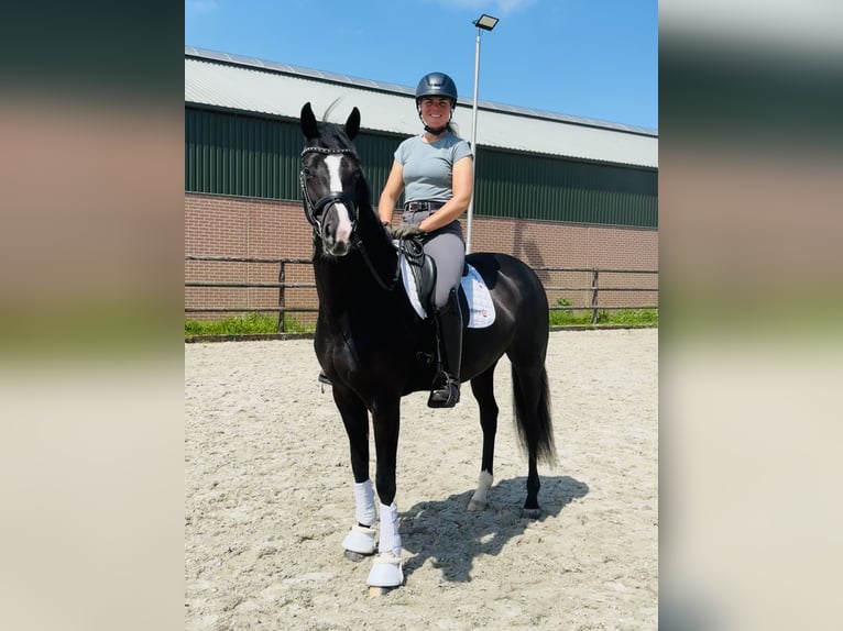 KWPN Mare 4 years 16,1 hh Black in Hedikhuizen