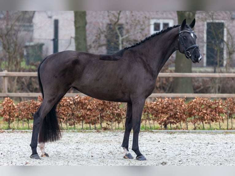 KWPN Mare 4 years 16.1 hh Black in Hoogeloon