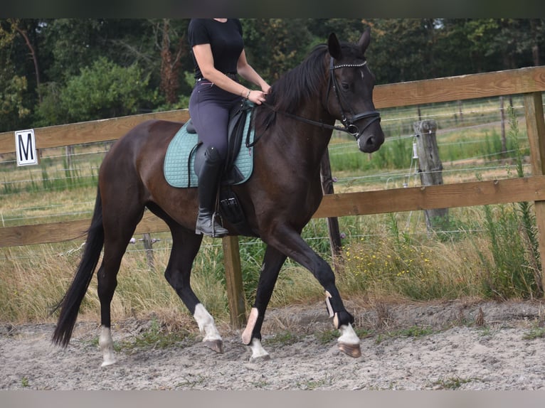 KWPN Mare 4 years 16.1 hh Black in Achtmaal