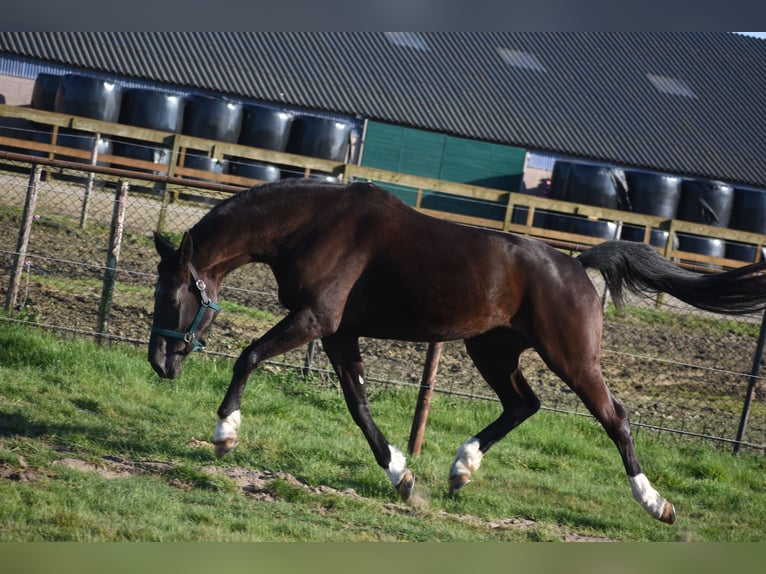KWPN Mare 4 years 16.1 hh Black in Achtmaal