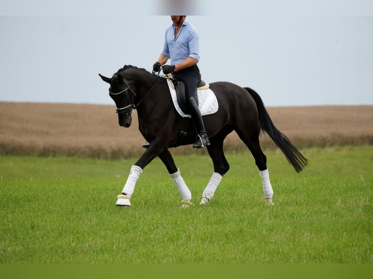 KWPN Mare 4 years 16,1 hh Black in Nettersheim