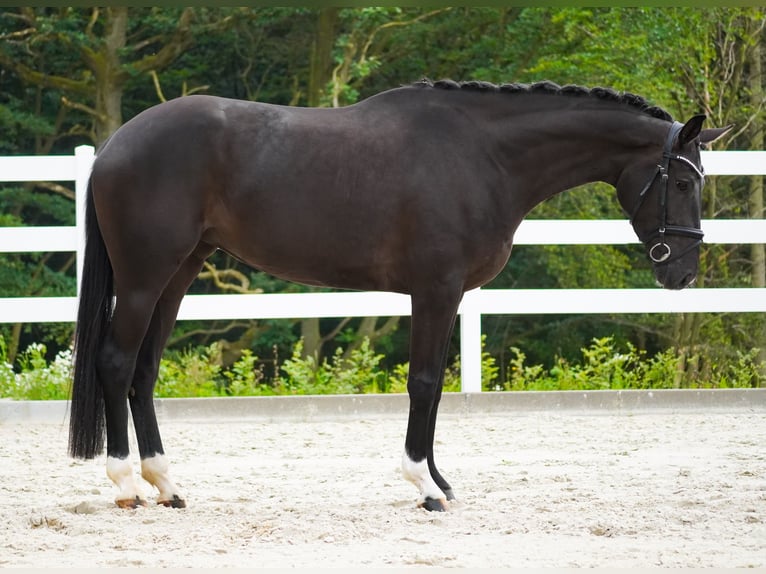 KWPN Mare 4 years 16,1 hh Black in Nettersheim