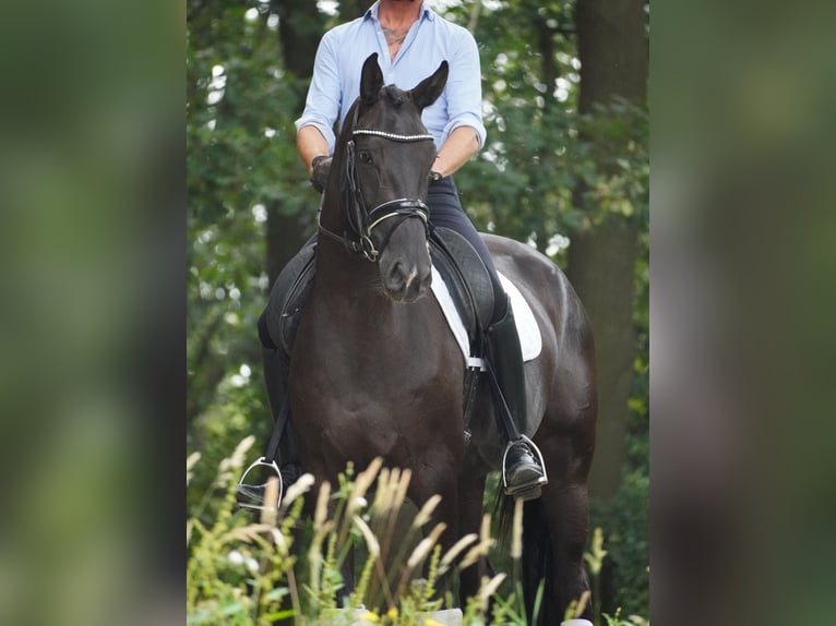 KWPN Mare 4 years 16,1 hh Black in Nettersheim