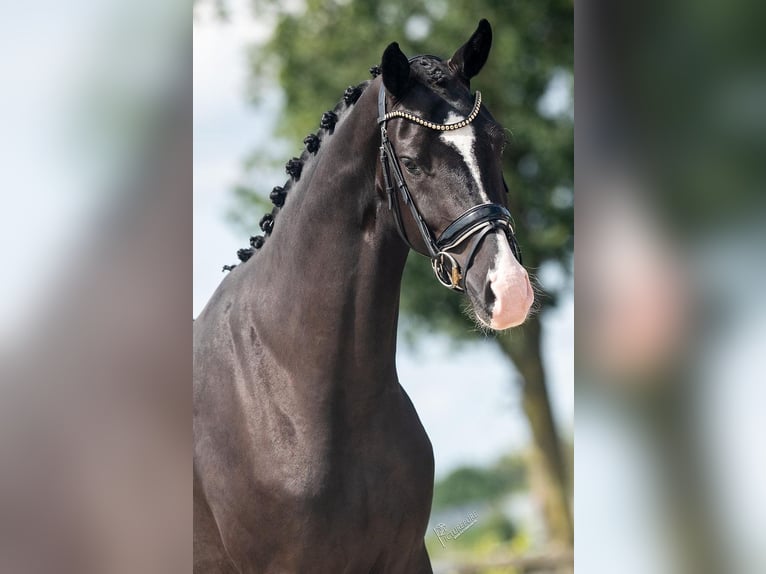 KWPN Mare 4 years 16,1 hh Black in Weert