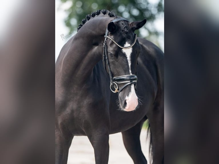 KWPN Mare 4 years 16,1 hh Black in Weert