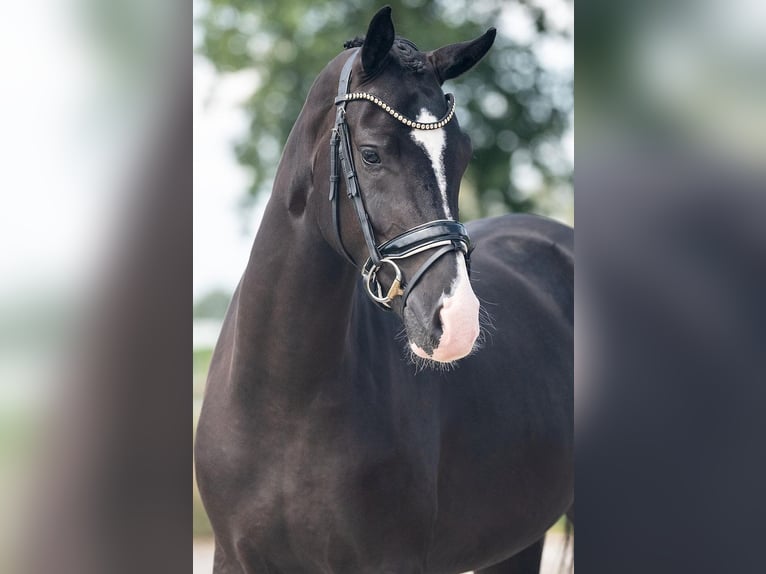 KWPN Mare 4 years 16,1 hh Black in Weert