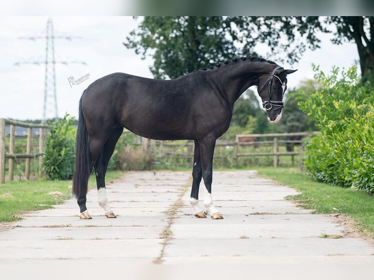 KWPN Mare 4 years 16,1 hh Black in Weert