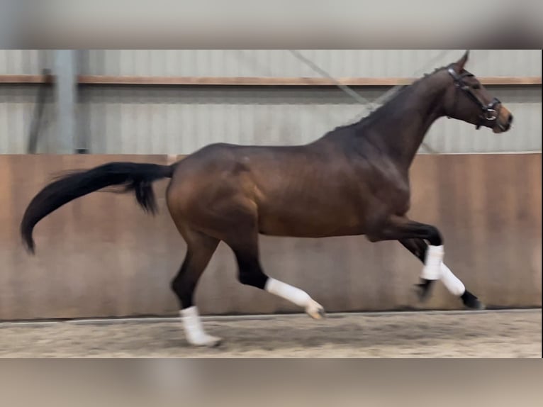 KWPN Mare 4 years 16,1 hh Brown in Rees